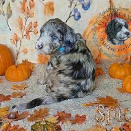 Spice - Blue merle female Sheepadoodle puppy in Austin, Texas from Darling Doodles