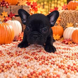 Bubbies - Black male French Bulldog puppy in Tampa Bay, Florida from Woodpecker Ridge Pups