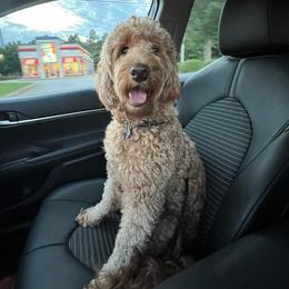Maggie - Goldendoodle