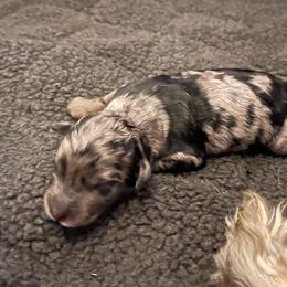 Boy 1 - Blue merle Aussiedoodle puppy in Southfield, Michigan from I Love Lucy's Doodles