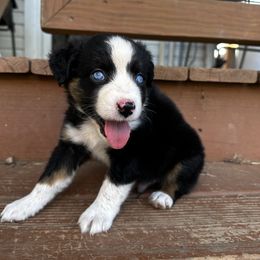 Stetson - Black tri male Miniature American Shepherd puppy in Mill Spring, North Carolina from Adair's Australian Shepherds
