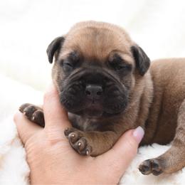 Banks - Fawn male Bullmastiff puppy in Chickasha, Oklahoma from Rustic Lace