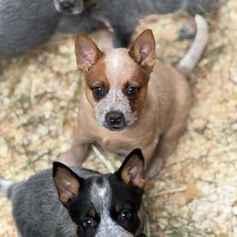 Red boy - Red speckled male Australian Cattle Dog puppy in Cottage Grove, Oregon from Heirloom Ranch