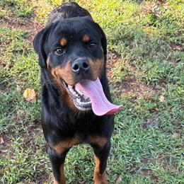 Sierra - Black and mahogany female Rottweiler puppy in Smyrna, Georgia from HYIQ