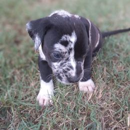 Catahoula Leopard Dog Puppies from Full Throttle Catahoulas