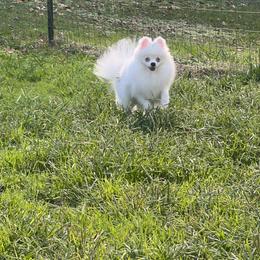 Sky - Blue merle female Pomeranian puppy in Newalla, Oklahoma from Classy Poms