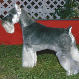 Miniature Schnauzer All Grown Up from Sumerwynd Miniature Schnauzers