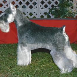 Miniature Schnauzer All Grown Up from Sumerwynd Miniature Schnauzers