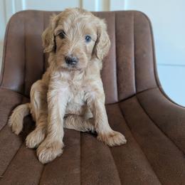 Purple - Apricot female Goldendoodle puppy in Prattville, Alabama from Jericho Junction Doodles and Poodles