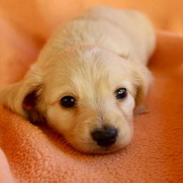 Moose - Cream male Dachshund puppy in Roanoke, Alabama from 3B Doxies