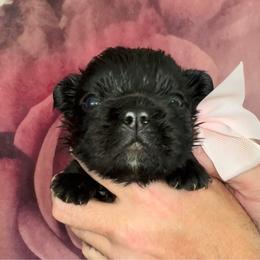 Purple Collar - Black female French Bulldog puppy in Hodges, South Carolina from Southern Standard Bulldogs