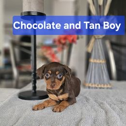 Chocolate and Tan Boy - Chocolate and rust Miniature Pinscher puppy in Blossvale, New York from CNY Miniature Pinschers