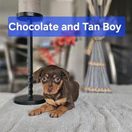 Chocolate and Tan Boy - Chocolate and rust Miniature Pinscher puppy in Blossvale, New York from CNY Miniature Pinschers