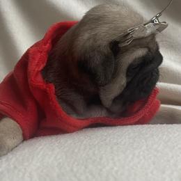 Bulldog and Pug Puppies from Love that bulldog lewter family