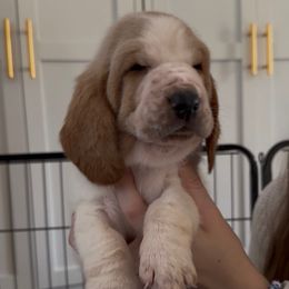 Lurch - Lemon and white male Basset Hound puppy in Dalton, Georgia from Pride Rock Basset Hounds