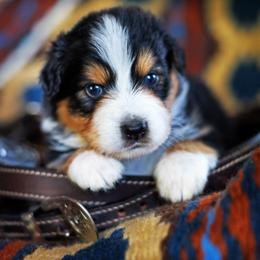 Cosmic Brownie - Black tri-color male Australian Shepherd puppy in Paola, Kansas from Tiz Ranch