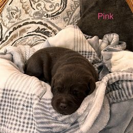 Girl 1 - Labrador Retriever puppy in Charleston, Maine from Puddledock Pups