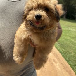 Boy 2 - Red sable male Havanese puppy in Danville, Alabama from Candy Cross' Havanese and Miniature Poodles