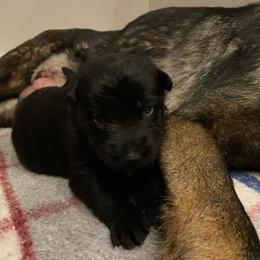 Light Pink - Black female German Shepherd puppy in Pahrump, Nevada from Wachhund Kennels