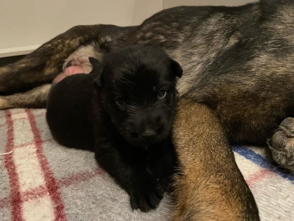 Light Pink Collar, black German Shepherd puppy