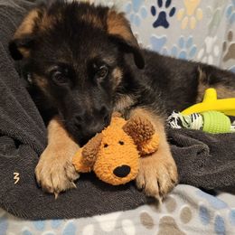 Puppy male - Black and red male German Shepherd puppy in Cloverdale, Alabama from Vom Schönen Hera German Shepherds