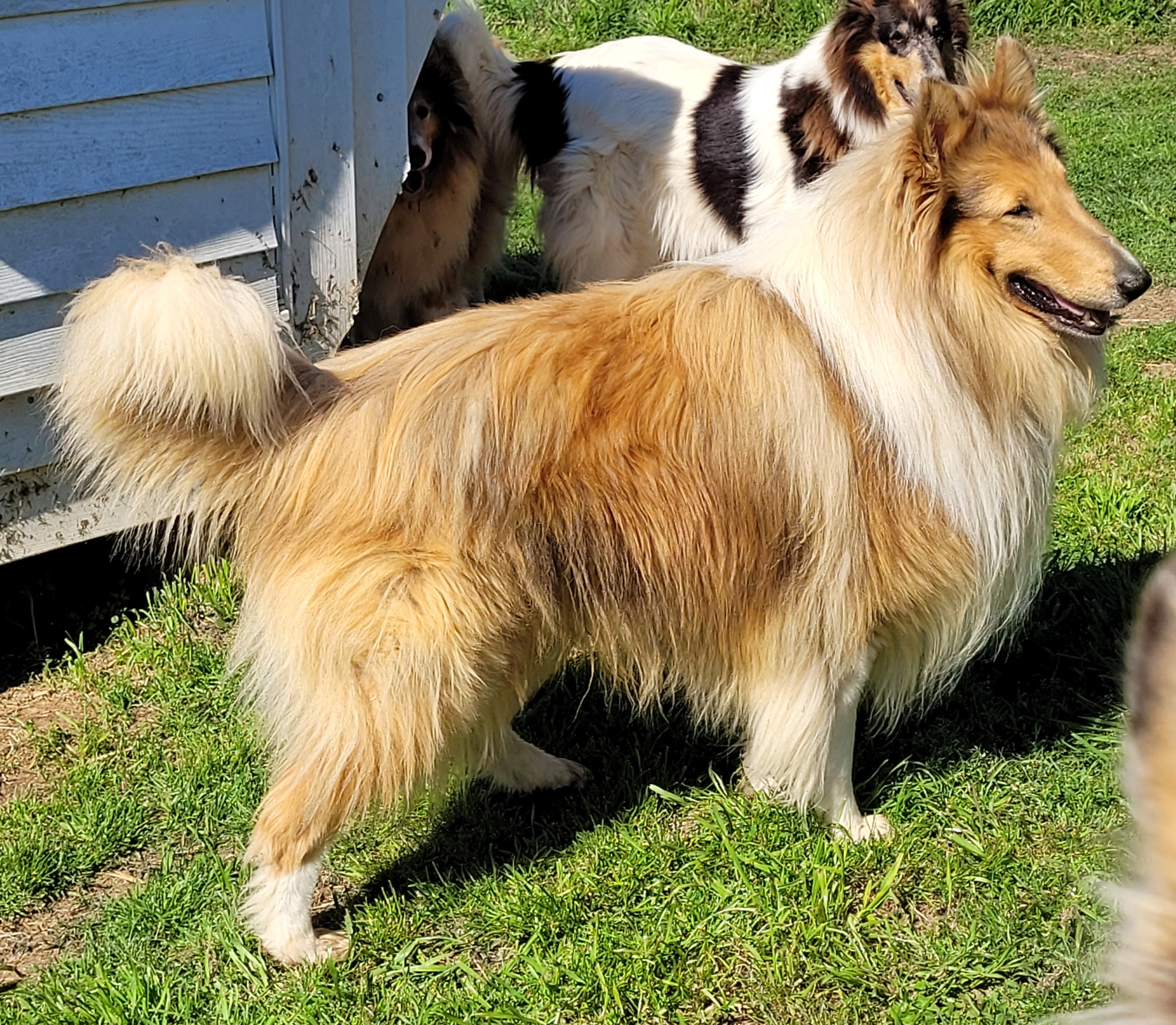 Dusty - Collie