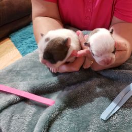 Bulldog puppies from Jones Boxers & Bulldogs