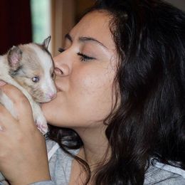 Rottweiler and Shetland Sheepdog Puppies from Mountain High Kennels