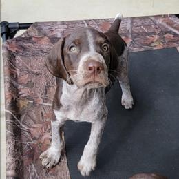 Goose - Liver roan male German Shorthaired Pointer puppy in Banning, California from ⭐🦆 So Cal on Point GSP'S🇺🇲🇩🇪 lg