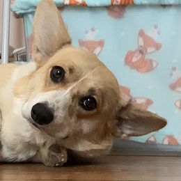 Daphne - Pembroke Welsh Corgi