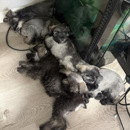 Miniature Schnauzer puppies from Pipes of Gizzie’s Swamp