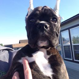 Boxer Puppies from Vintage Boxers