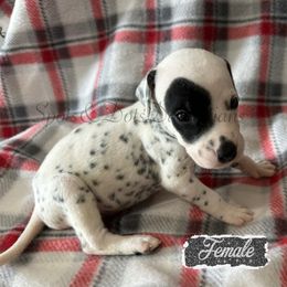 Black Eye Patch - White and black female Dalmatian puppy in Jacksonville, North Carolina from Spots and Dots Dalmatians