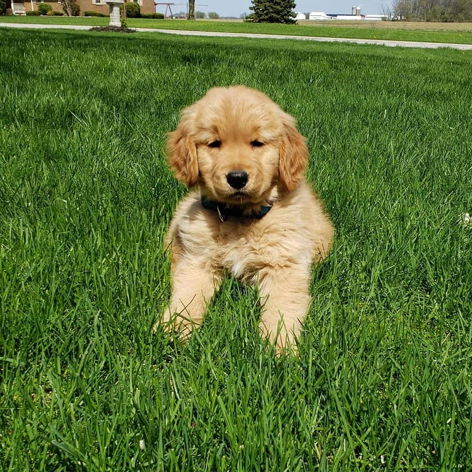 Bernese Mountain Dogs and Golden Retrievers from Bertke AKC Golden Retrievers and Bernese Mountain Dogs