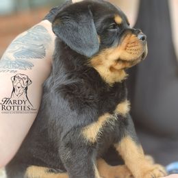 Rottweiler Puppies from Hardy Rotties