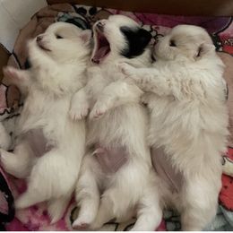 Pomeranian Puppies from MJ’s Pomeranians