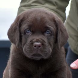 Labrador Retrievers from Petiwy Labradors