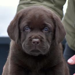 Labrador Retrievers from Petiwy Labradors