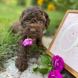 Lagotto Romagnolo Puppies from Michigan Lagotto
