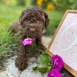 Lagotto Romagnolo Puppies from Michigan Lagotto