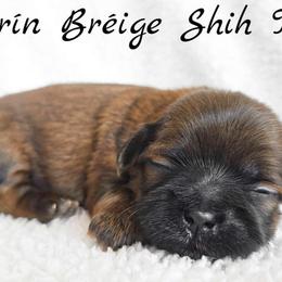 AKC Red Male - Red male Shih Tzu puppy in Las Vegas, Nevada from Beirin Breige Shih Tzus