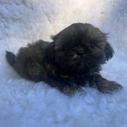 Girl 1 - Brindle female Shih Tzu puppy in Tenino, Washington from Fantasy Realm Shih Tzus