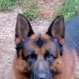 German Shepherd All Grown Up from Morning Mist Farm