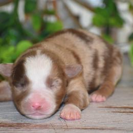Colt - Red merle male Miniature Australian Shepherd puppy in Lowgap, North Carolina from Baileys Mini Aussies