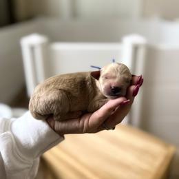 Hayes - Apricot male Goldendoodle puppy in Wilson, North Carolina from Cedar Creek Doodles