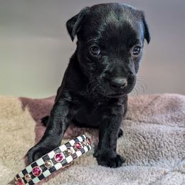 Patterdale Terrier Puppies from Moormont Kennels