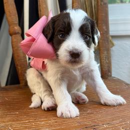 Mauve - Brown and white female Bernedoodle puppy in Curtice, Ohio from The Pink Doghouse