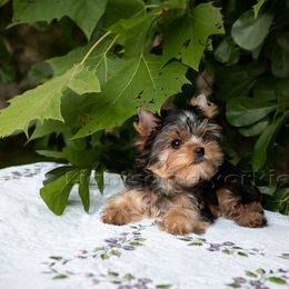 Yorkshire Terrier Puppies from Lightsome Yorkies