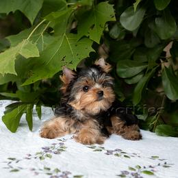 Yorkshire Terrier Puppies from Lightsome Yorkies