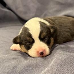 Firefly - Black and tan female Pembroke Welsh Corgi puppy in Arcanum, Ohio from Weissway Corgis